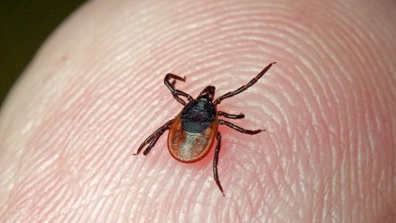 После укуса клеща ребенка пришлось срочно эвакуировать на лодке в ВКО