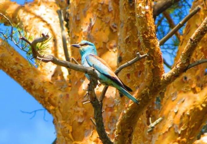 И синица в руках, и журавль в объективе