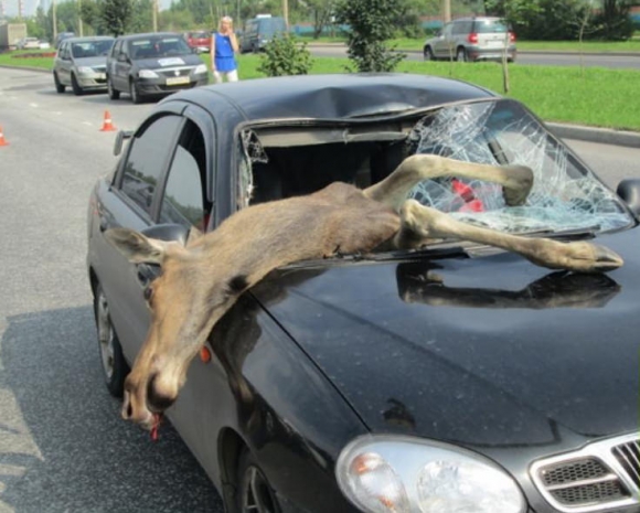 В Павлодаре выбежавшие на дорогу лоси стали причиной крупного ДТП (ВИДЕО)
