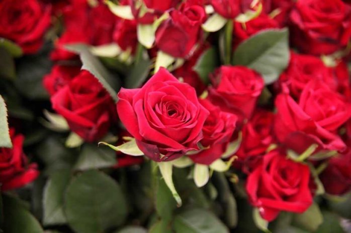 В Экибастузе для учителей РК и РФ вырастили 10 тысяч красных роз