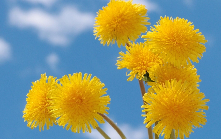 Каучук из одуванчиков создал ученый из Узбекистана