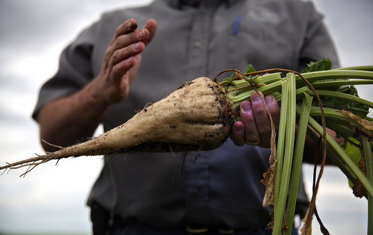 До 38 тысяч гектаров увеличит посевы сахарной свеклы Казахстан к 2026 году