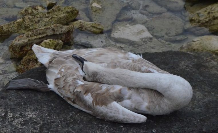 Жители Актау обнаружили на побережье мертвых лебедей