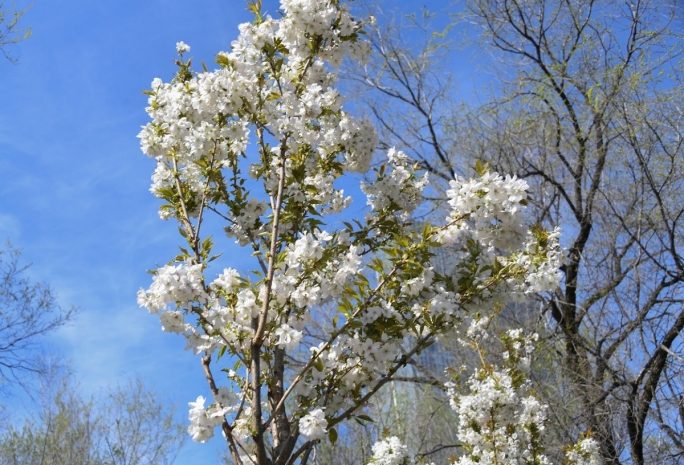 Аллея японской сакуры появится в Алматы