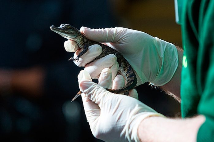 В России разрешили импорт мяса крокодила