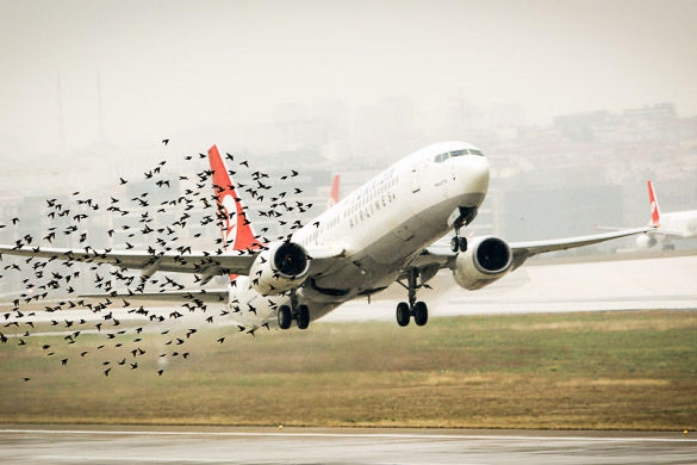 Абсолютная защита аэропортов от птиц невозможна – эксперт