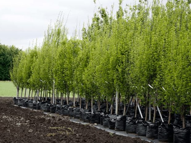 Новые деревья посадят в Алматы