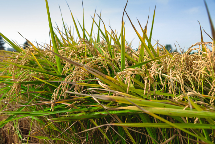 Принудительно убирать рис отправили школьников в Узбекистане