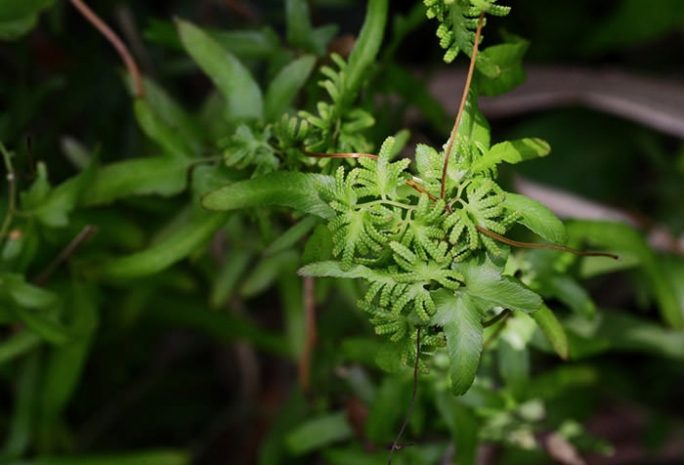 Папоротники общаются друг с другом для смены пола