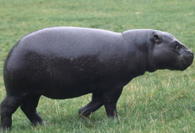 В Калининградском зоопарке затоптали бегемота