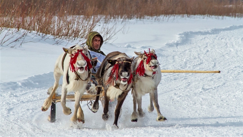 16 дней без пищи выживал оленевод на Чукотке