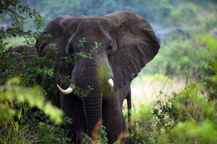 Ученые выяснили почему почти все млекопитающие мочатся 21 секунду