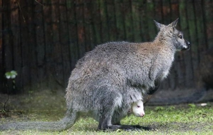 Ученые решили, что у кенгуру пять ног!