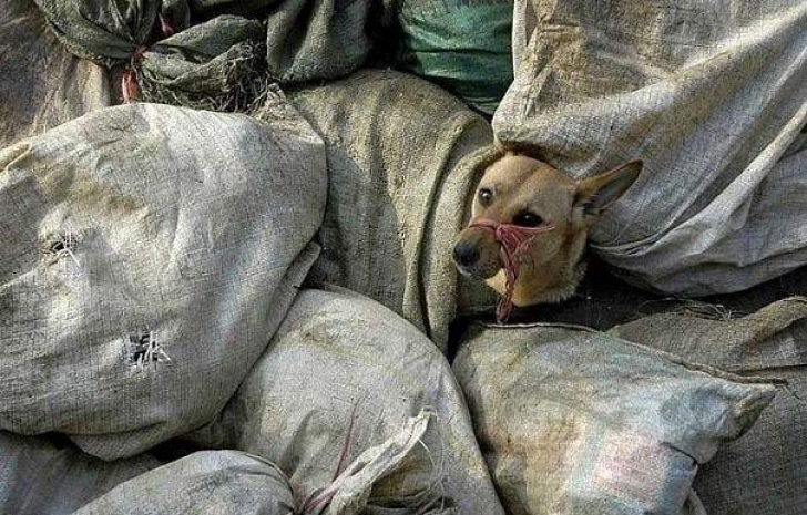 В Темиртау откроют крематорий для животных