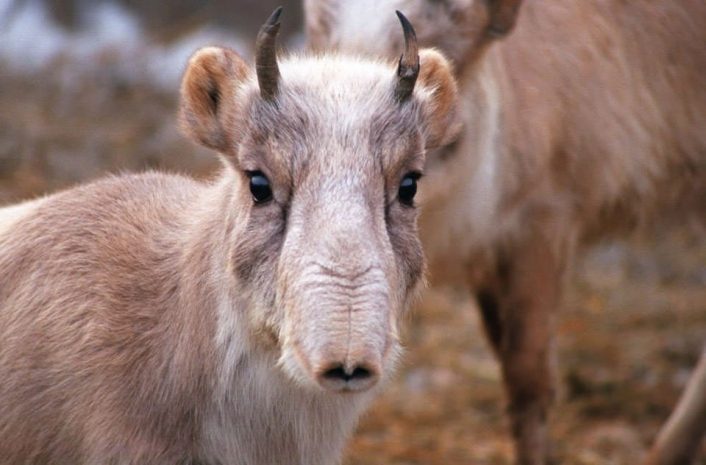7,2 млн тенге заплатили экс-таможенники РК за сайгаков и зайцев