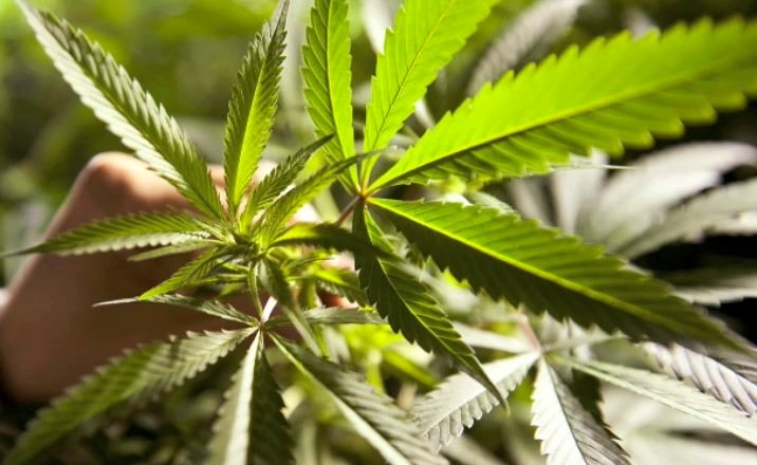 В Китае найден присыпанный коноплей скелет мужчины, умершего примерно 2500 лет назад