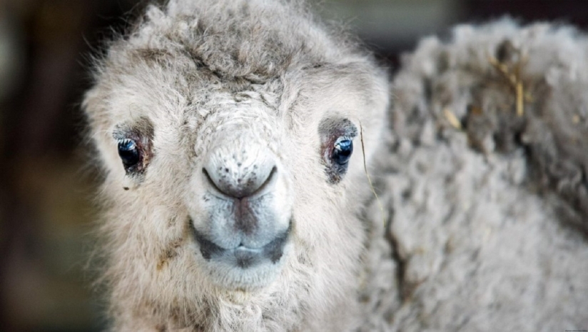 Застрявшего между трубами верблюжонка спасли нефтяники Мангистау