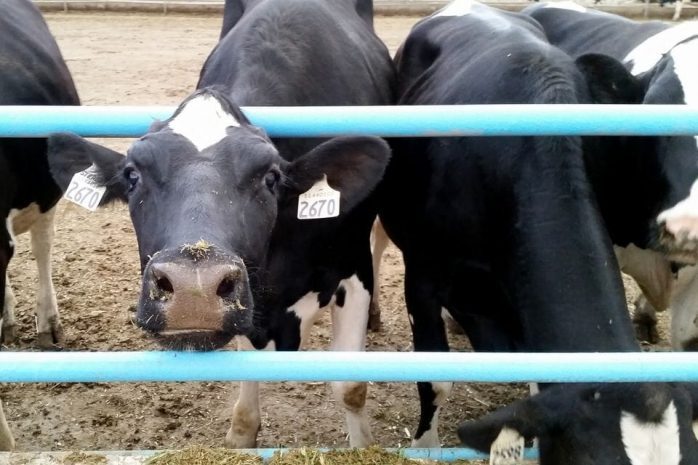 В МСХ назвали причины эпидемий среди животных