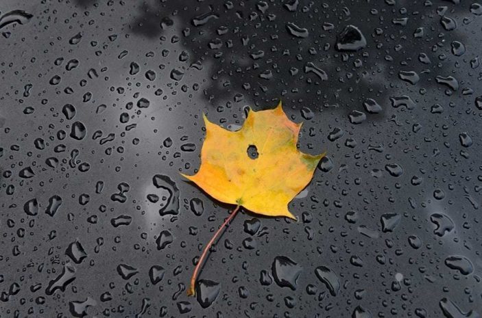 Кленовые листья - новый японский деликатес