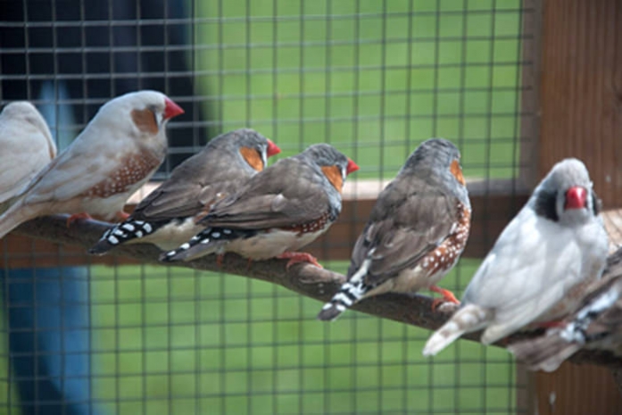 Американские биологи опоили птиц