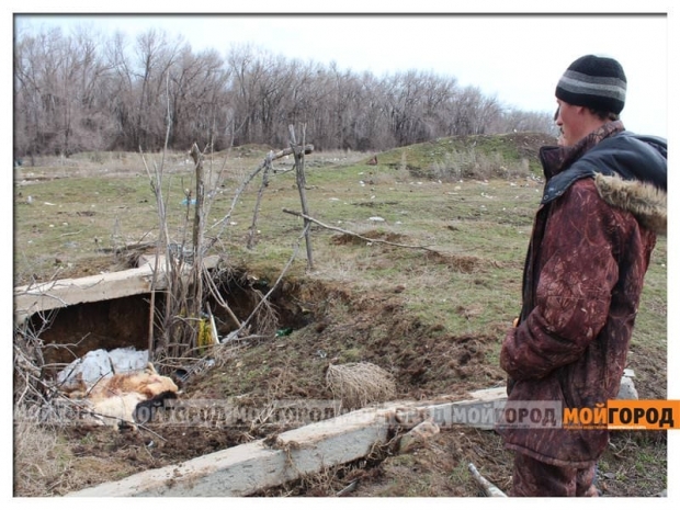В Кушуме в собак стреляли дротиками. Видео