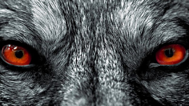 Неизвестное животное загрызло домашний скот в Жанаозене