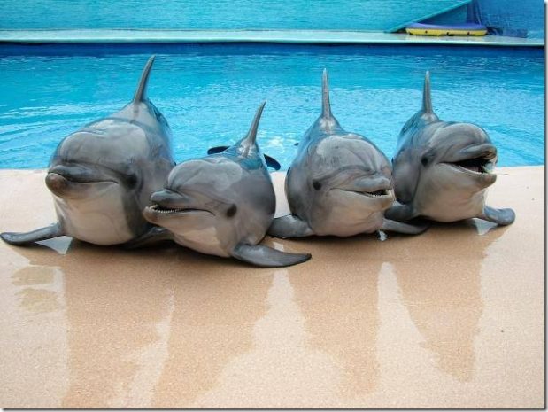 Два дельфинария могут появиться в Алматы