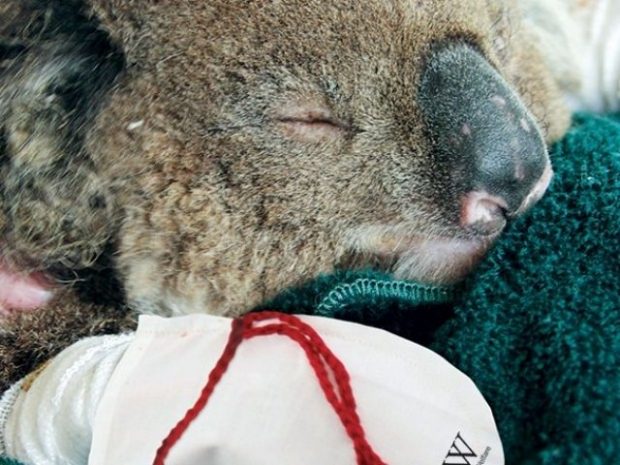Казахстанцы шьют рукавицы для австралийских коал
