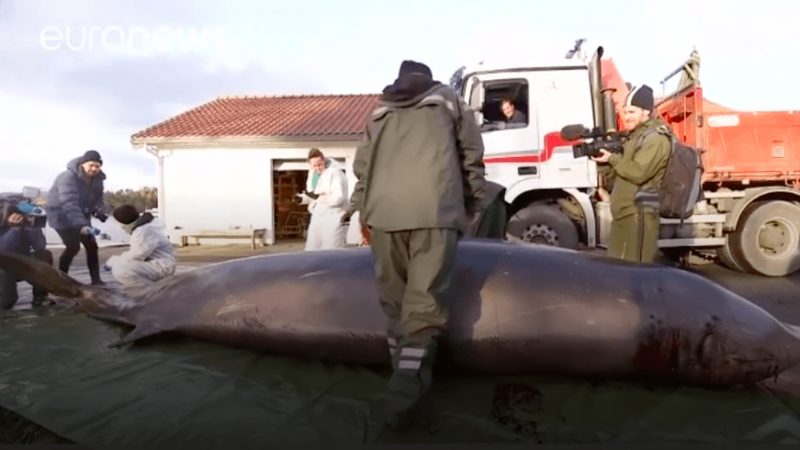 30 полиэтиленовых пакетов убили кита-клюворыла в Норвегии