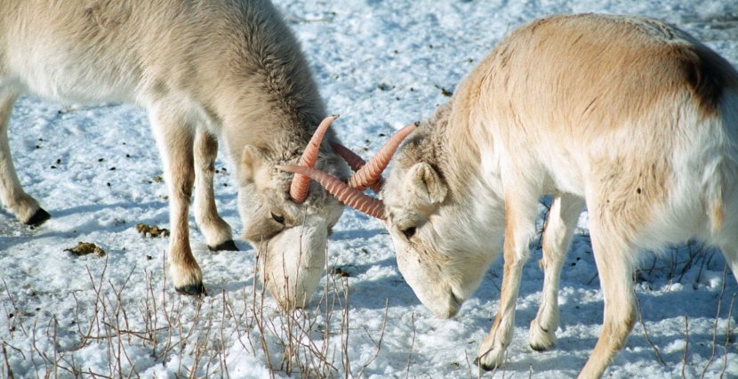 Истреблявших сайгаков браконьеров оштрафовали на 331 миллион тенге
