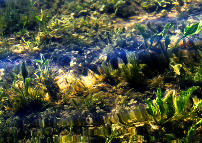 Батарея из водорослей может держать заряд в течение года