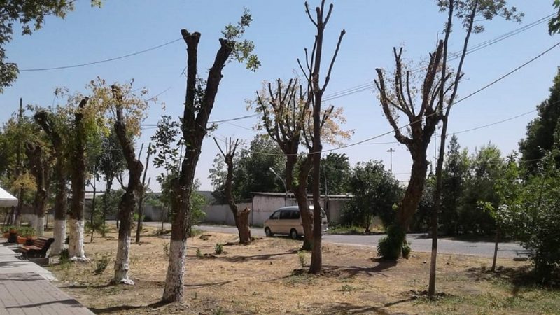 Репутация Алматы как зеленого города померкла — президент