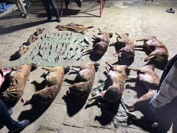 Туши незаконно отстрелянных сайгаков изъяла полиция Мангистауской области