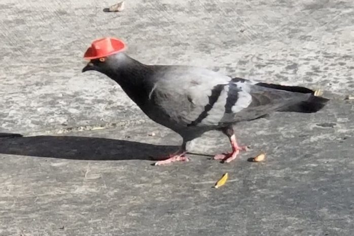 Кто-то надевает ковбойские шляпы на голубей в Лас-Вегасе