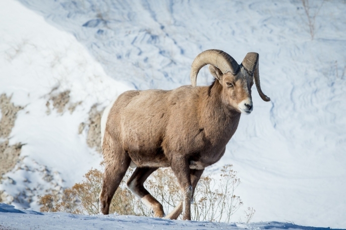 Браконьеров с тушами краснокнижных архаров задержали в Мангыстау