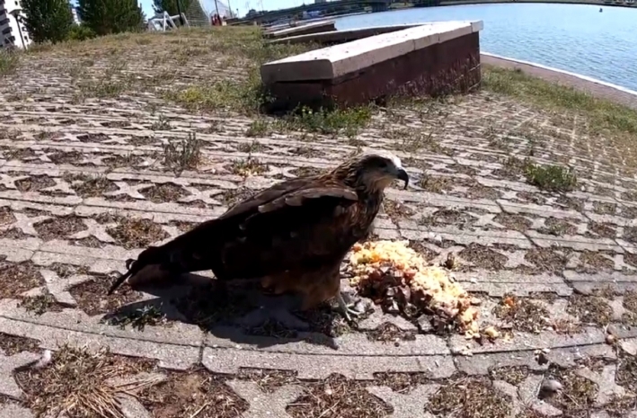 Хищного птенца кормят пловом на набережной в Нур-Султане