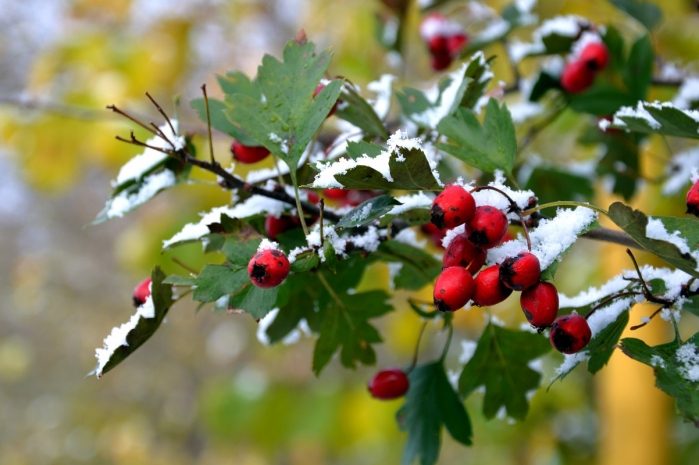 Дождь и мокрый снег ожидаются на севере Казахстана