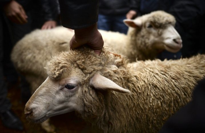В Алматы определили места для покупки и забоя животных на Курбан-айт