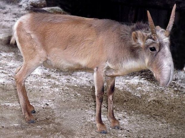 Условными сроками отделались трое браконьеров в Казахстане