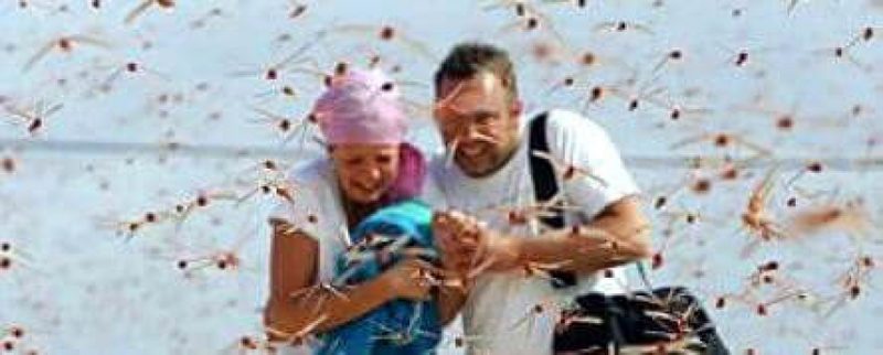 В Казахстане ожидается нашествие саранчи