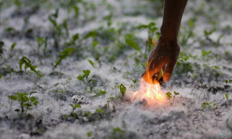 В Костанайской области тополиный пух стал причиной серии пожаров