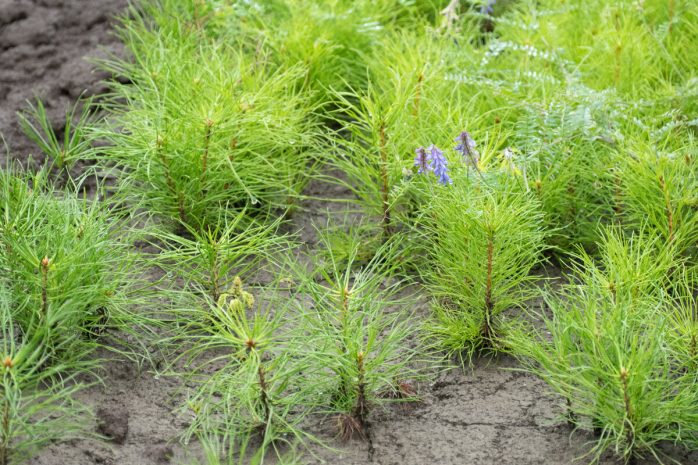 Шымкентте 970 гектардан астам жер орман қорына аударылды