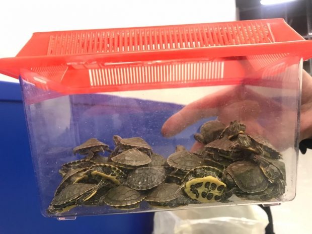 «Живой груз» пытались незаконно провезти два казахстанца через «Хоргос»