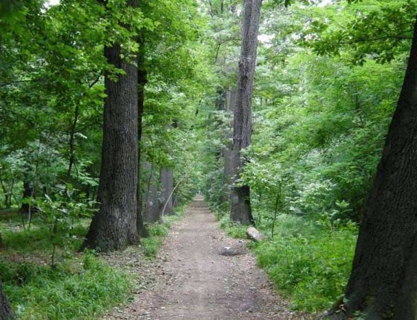 В исчезновении лесов Центральной Америки виноваты наркодилеры