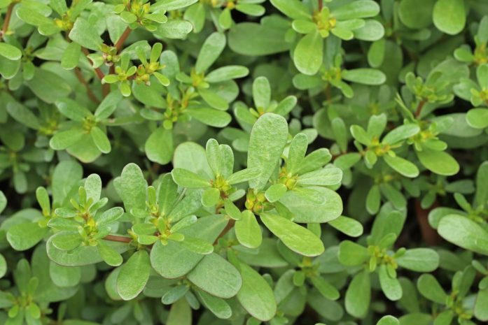 Суперрастение от засухи обнаружили ученые