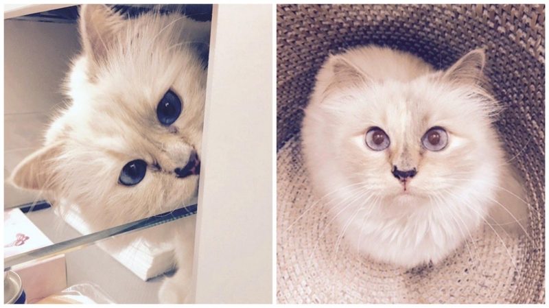 Кто унаследует состояние Карла Лагерфельда?