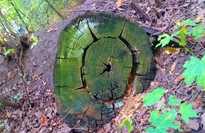 Кто хозяин алматинской рощи Баума — расследованиеЭксклюзив