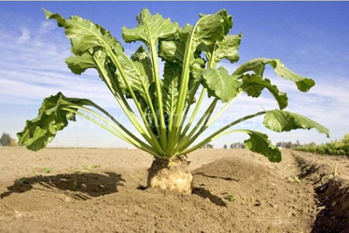 В Казахстане может исчезнуть производство сахарной свеклы