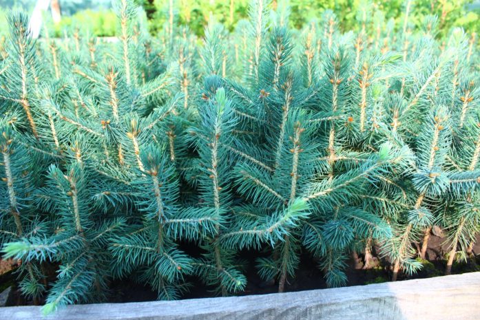 Кражу еловых на 500 миллионов тенге выявили в области Абай