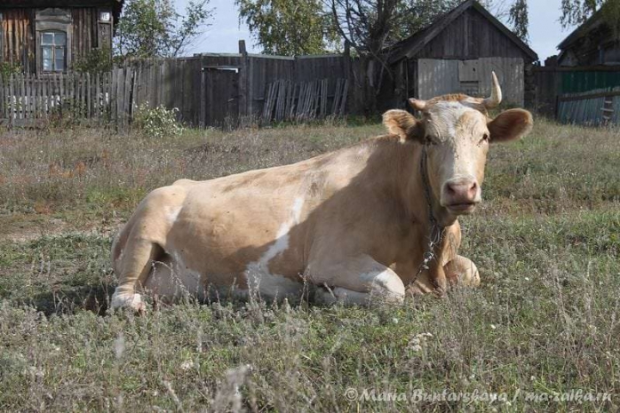 В Атырауской области уничтожают больную бруцеллезом скотину